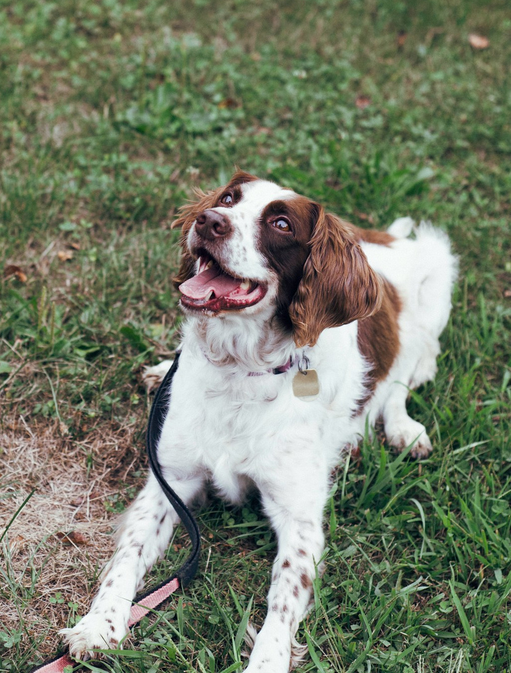 Picture of a happy spaniel dog laying in grass and awaiting a cue.