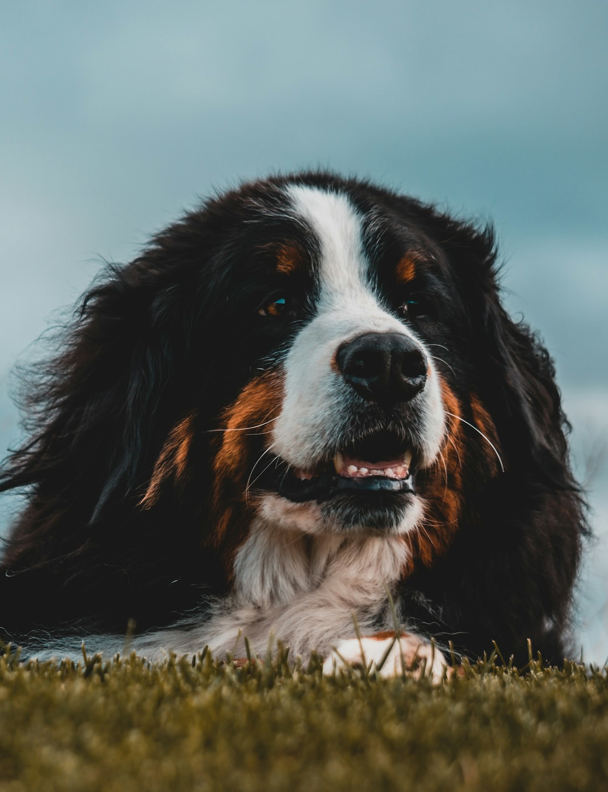 Picture of a shy dog laying in grass.
