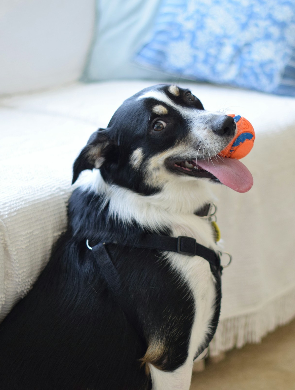 Picture of a happy dog with a ball in its mouth.