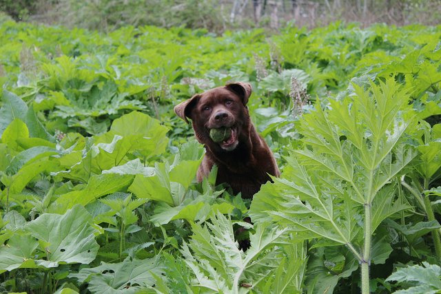Image of a dog on a walk on an adventure walk in a forest