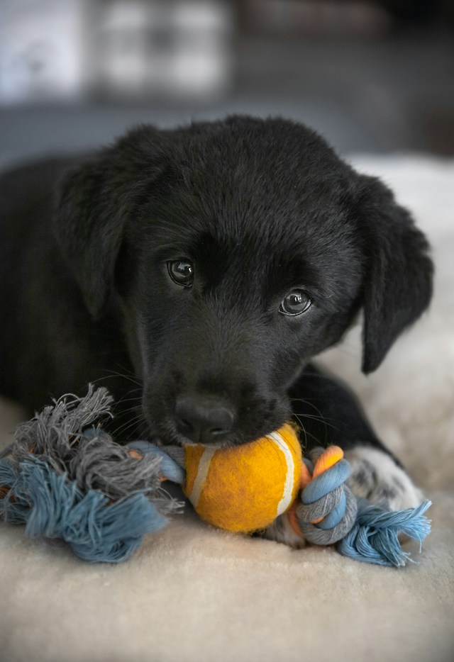 Picture of a puppy playing with a chew toy.