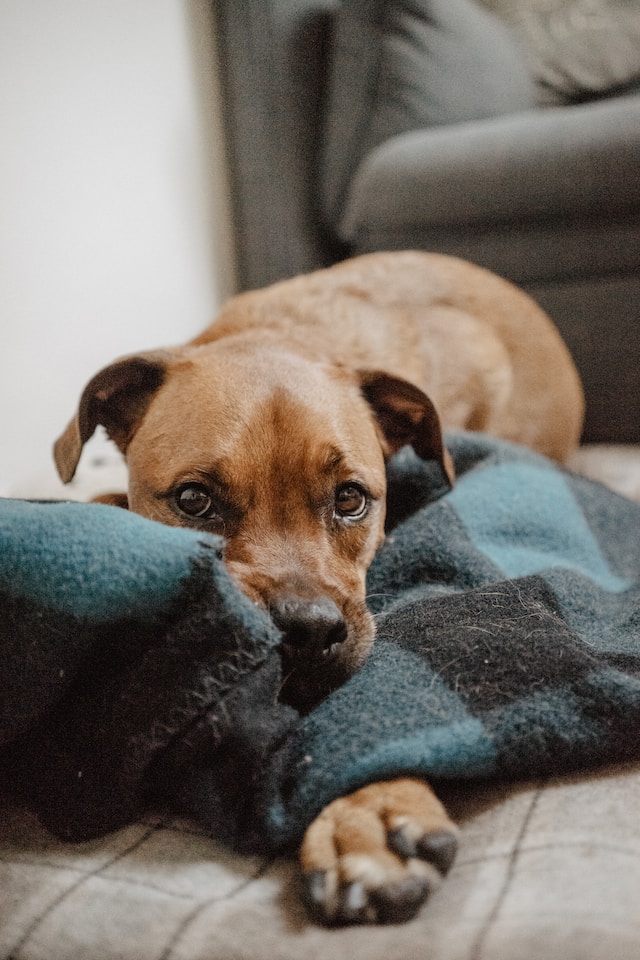 A picture of a dog laying on his favourite blanket, looking at the camera.